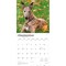 Greyhounds | 2026 12 x 24 Inch (Hanging) Monthly Square Wall Calendar | Plastic-Free